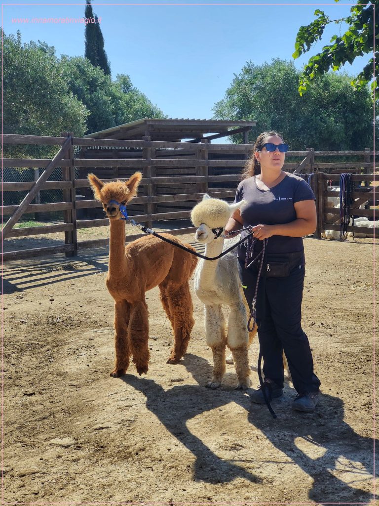 Passeggiata con gli alpaca in Lazio: visita all'allevamento