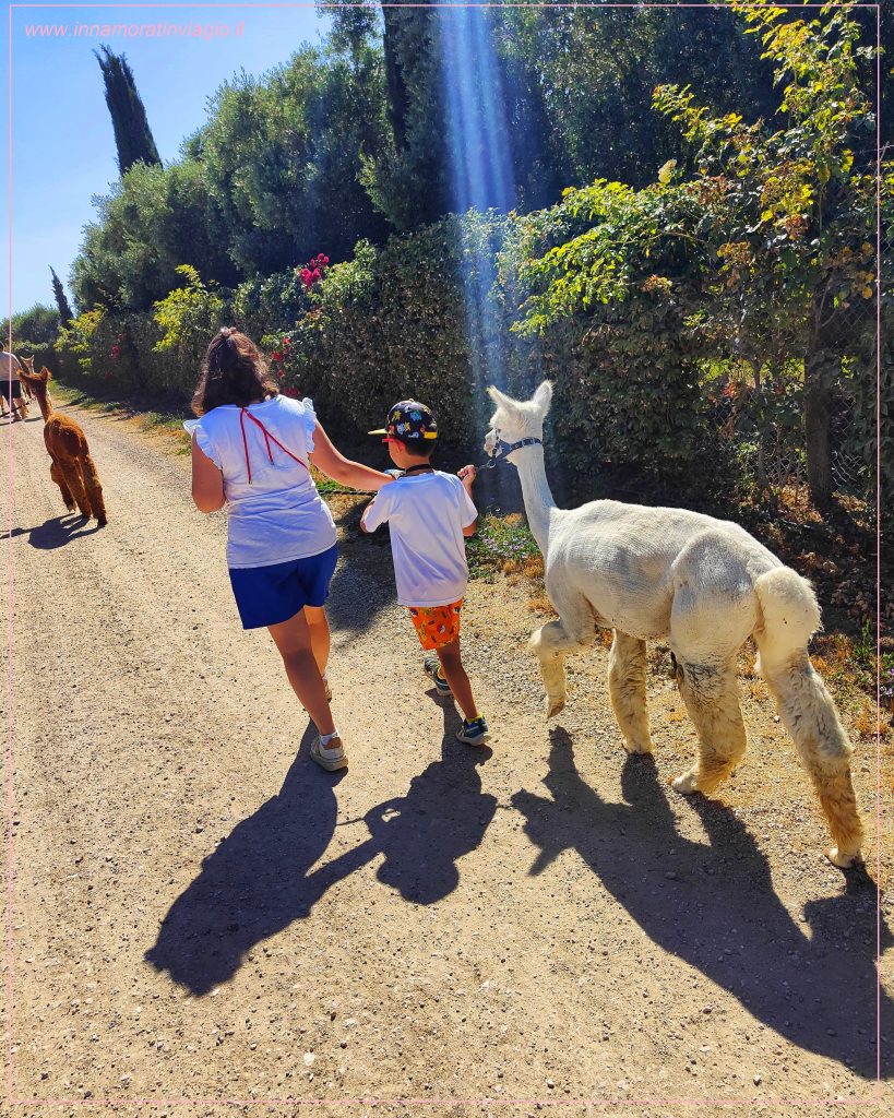 All'interno della tenuta per la passeggiata con gli alpaca in Lazio