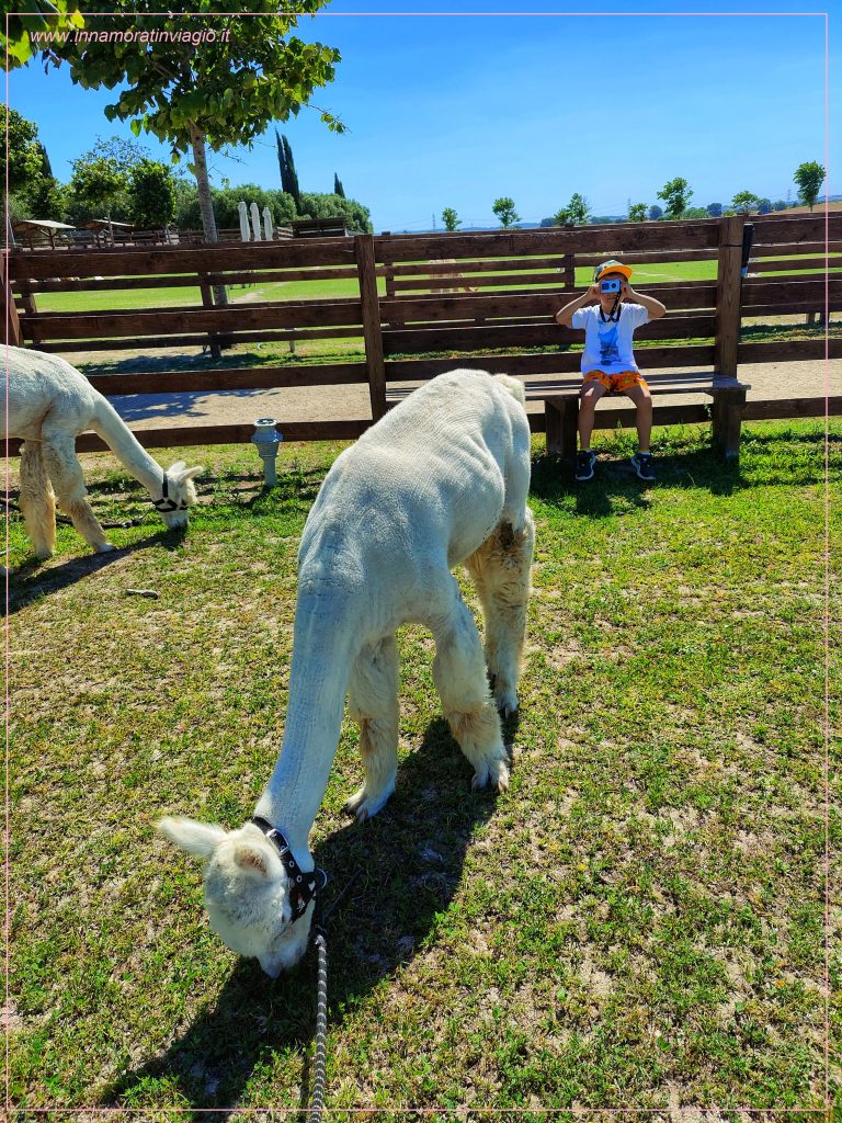 Passeggiata con gli alpaca in Lazio