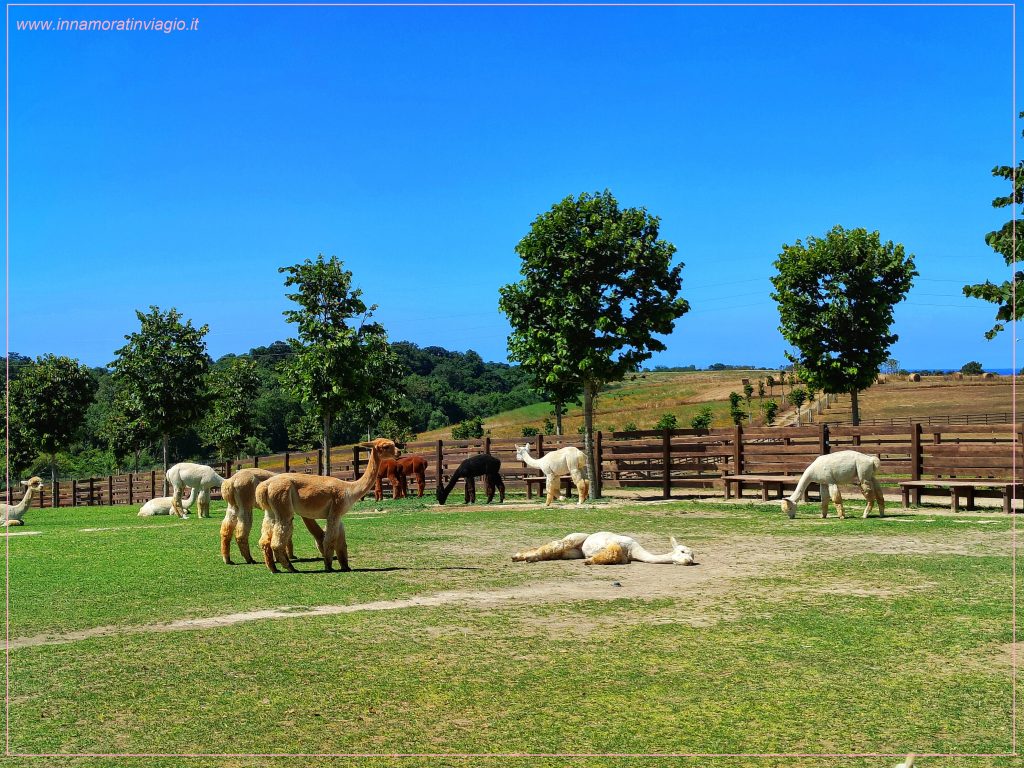 Relax ai Piani degli Alpaca