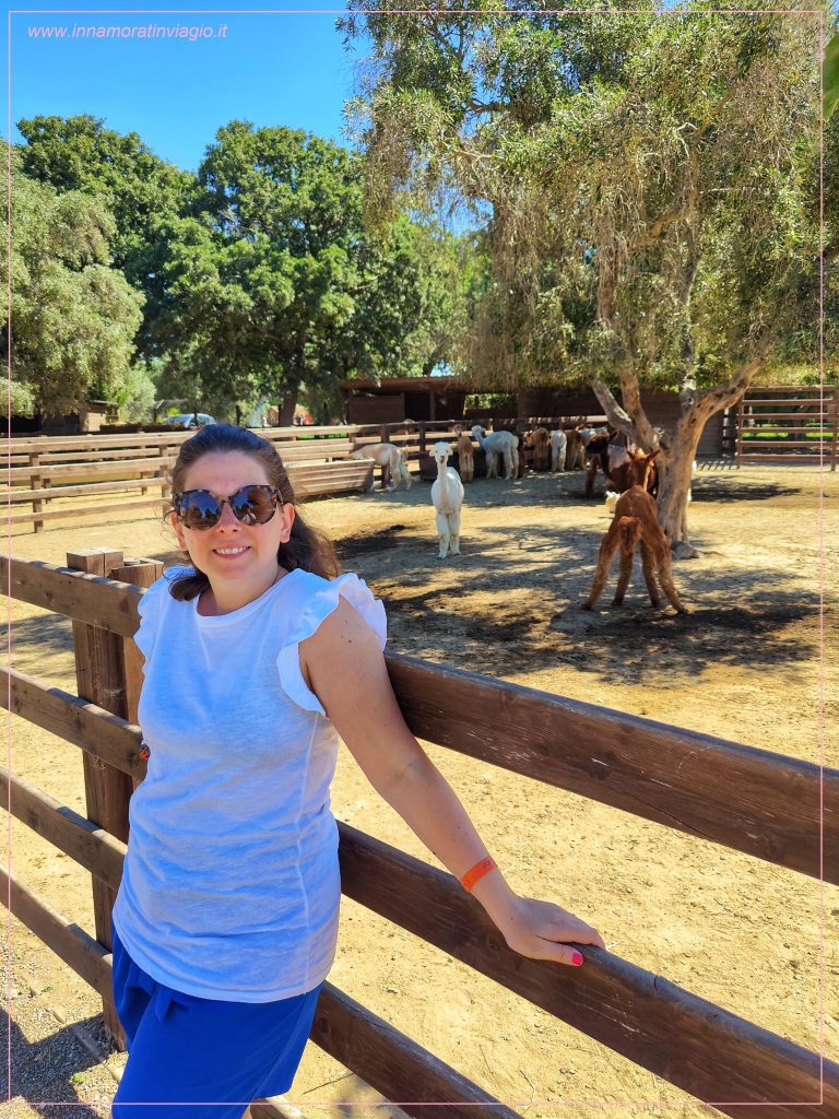 Passeggiata con gli alpaca in Lazio: visita all'allevamento