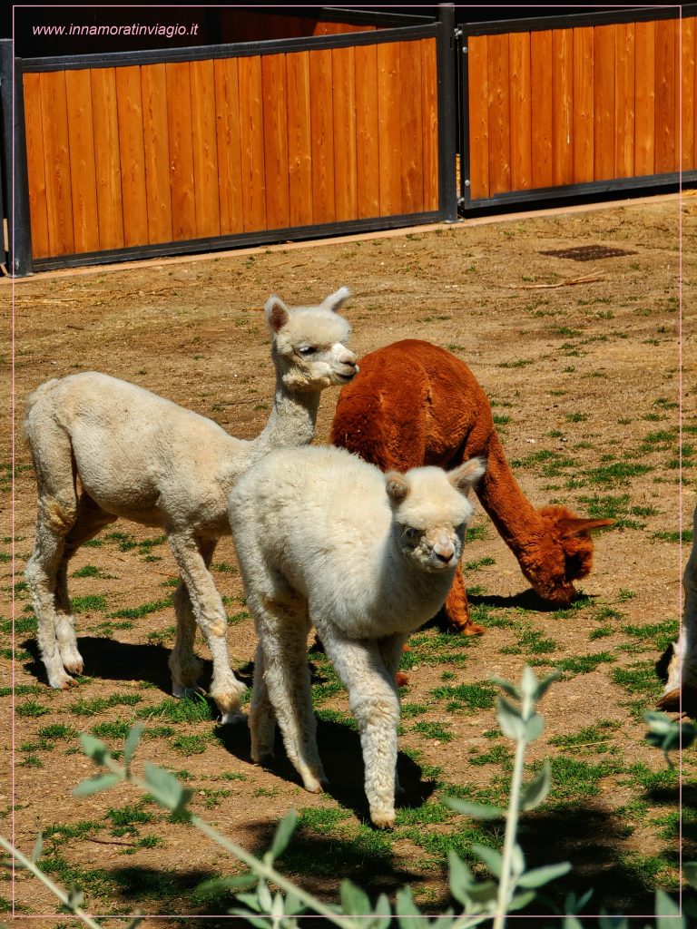 I cuccioli di Alpaca