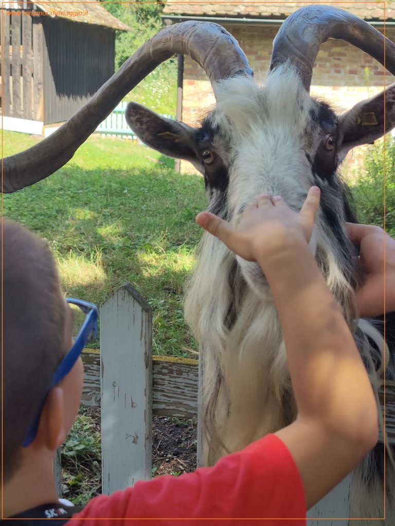 Animali che vivono all'interno del villaggio