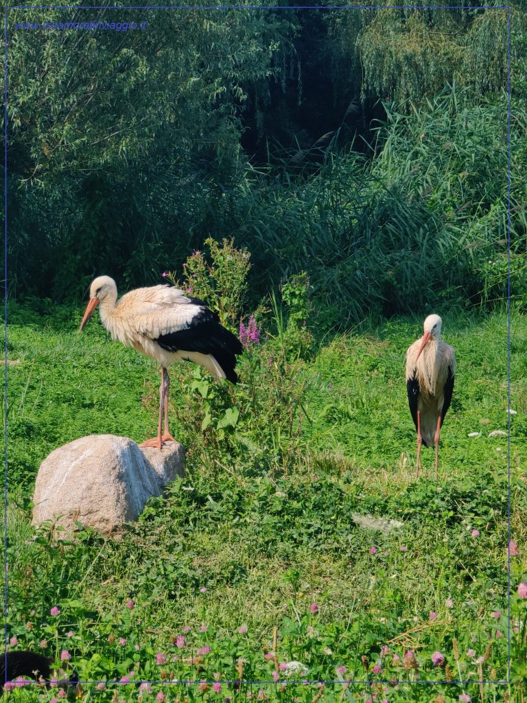 Le cicogne del parco NaturOparc