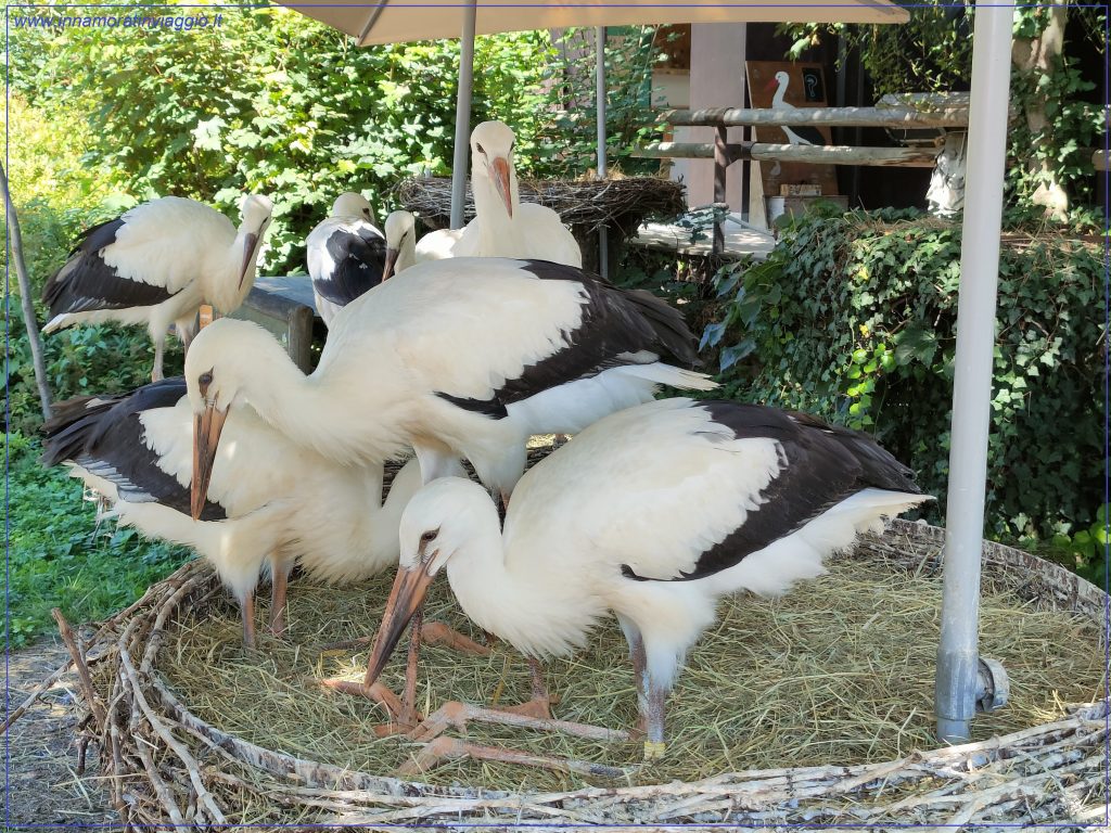 I piccoli cicognini del NaturOparC