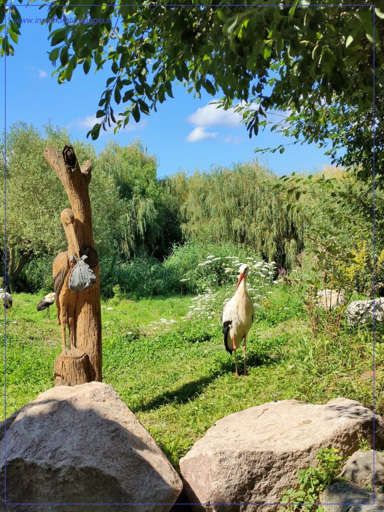 Le cicogne al NaturOparC in Alsazia